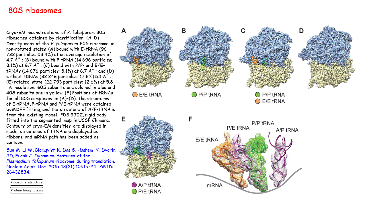 Diagram Diagram Of 80s Ribosomes Mydiagramonline