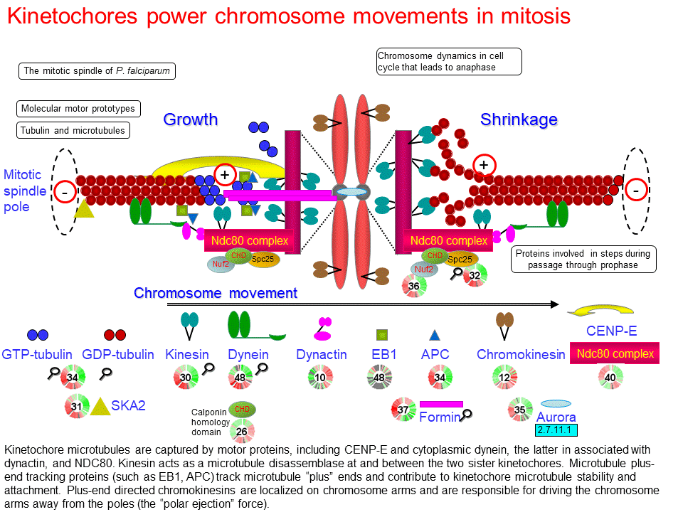 Kinetochores power chromosome movements in mitosis Biology Diagrams