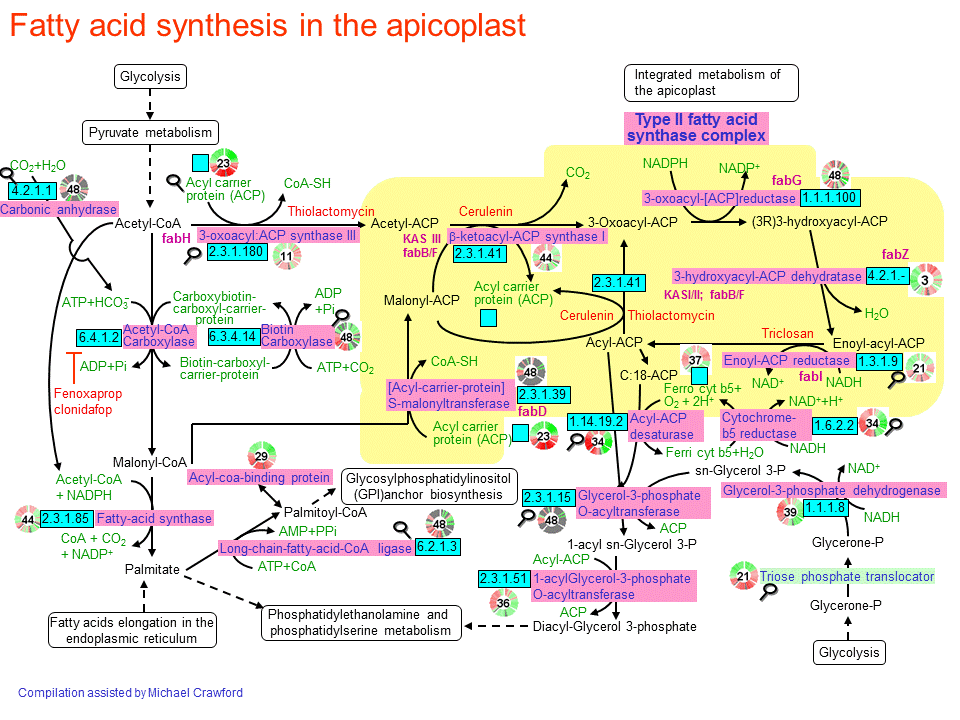 fatty acid sysnthesis Sigma-aldrich presents an article about how proliferatively active cells require fatty acids for functions such as membrane generation, protein modification, and bioenergetic requirements. fatty acid sysnthesis Sigma-aldrich presents an article about how proliferatively active cells require fatty acids for functions such as membrane generation, protein modification, and bioenergetic requirements.