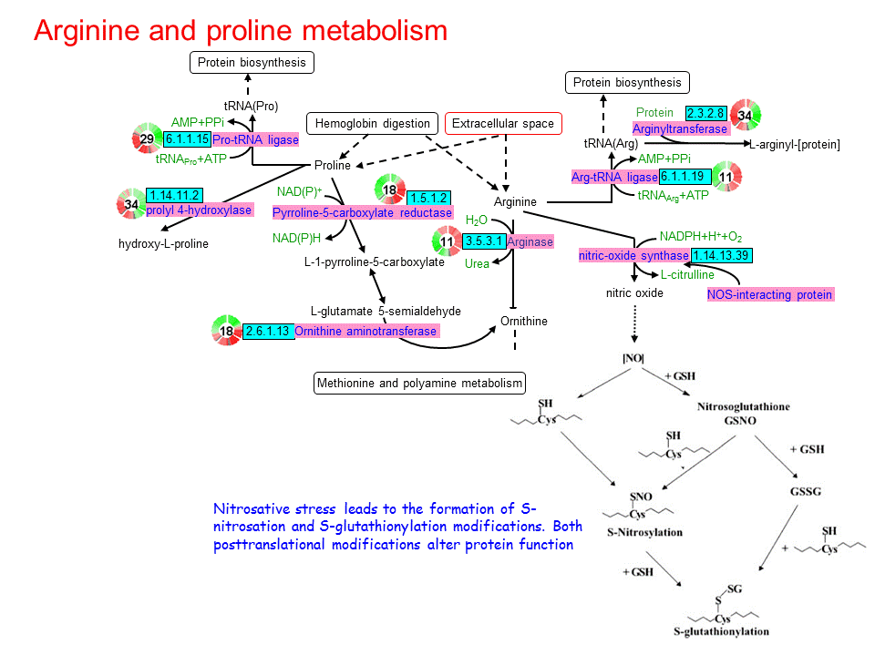 arginine and proline metabolism