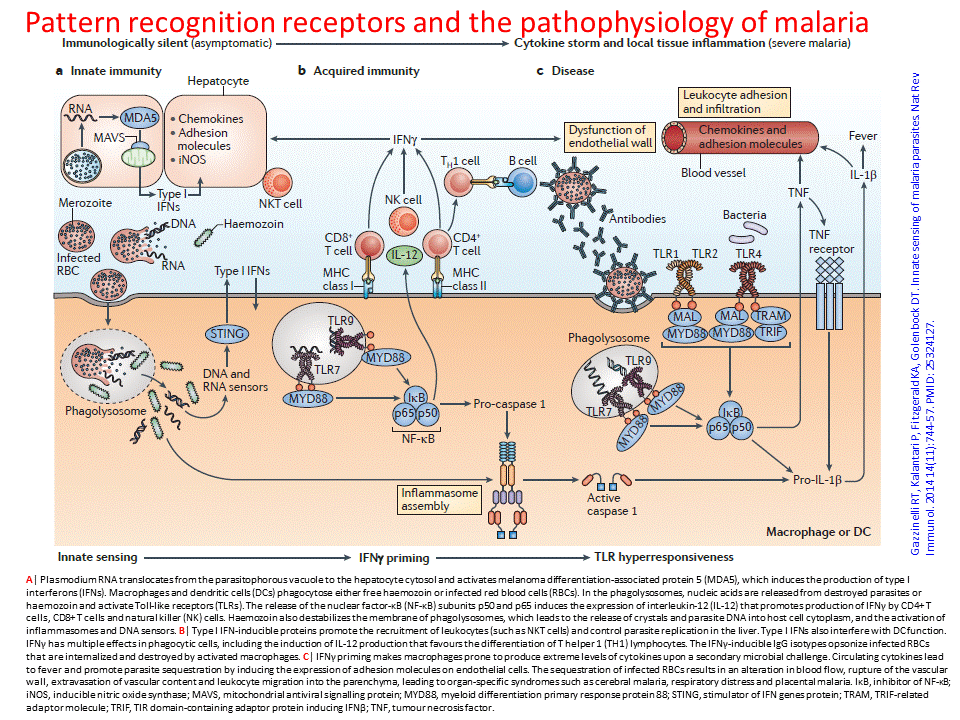 Pattern Recognition Receptors Evolution | pattern recognition receptors and the pathophysiology of Pattern Recognition Receptors Evolution | pattern recognition receptors and the pathophysiology of